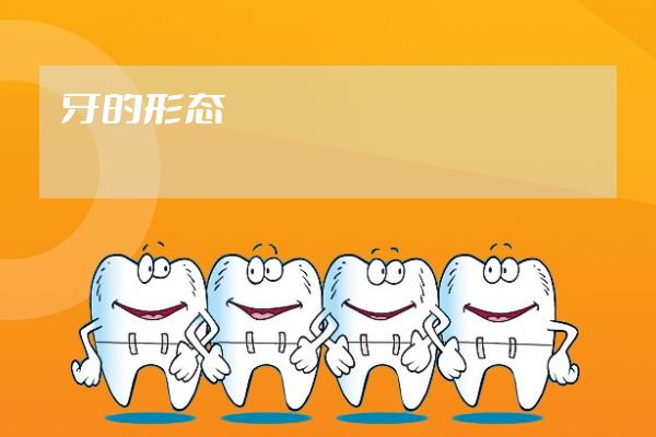 牙的形态