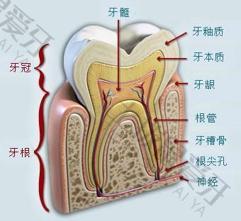 牙齿矫正最晚多少岁
