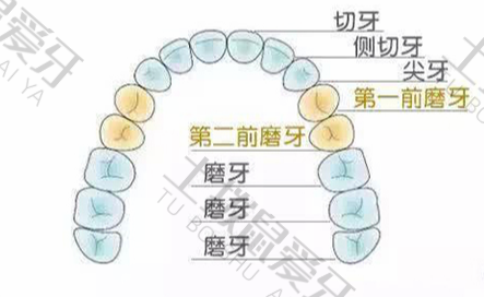 牙齿排列图