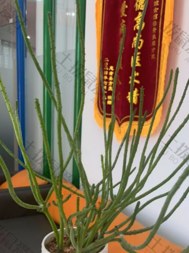 点评